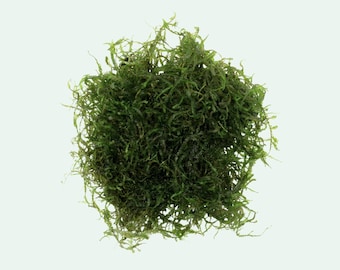 Aquarium Moss - Java Moss for Aquascaping and Fish Tanks