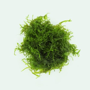 Flame Moss - Easy Live Aquatic Moss Plant, Moss for Terrarium, Live Aquarium Plants, Fish Tank Decor, Aquarium Decoration, Mini Gardens