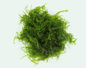 Flame Moss Easy Live Aquatic Moss Plant, Moss for Terrarium, Live Aquarium Plants, Fish Tank Decor, Aquarium Decoration, Carpeting Plants