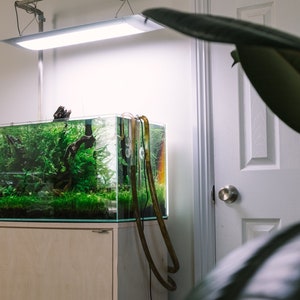 Anubias Nana Petite - Value Pack - Glass Aqua