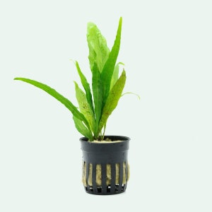 May include: A potted aquatic plant with long, green leaves. The plant is in a black plastic pot with a grid-like design around the bottom. The pot contains a light-colored growing medium.