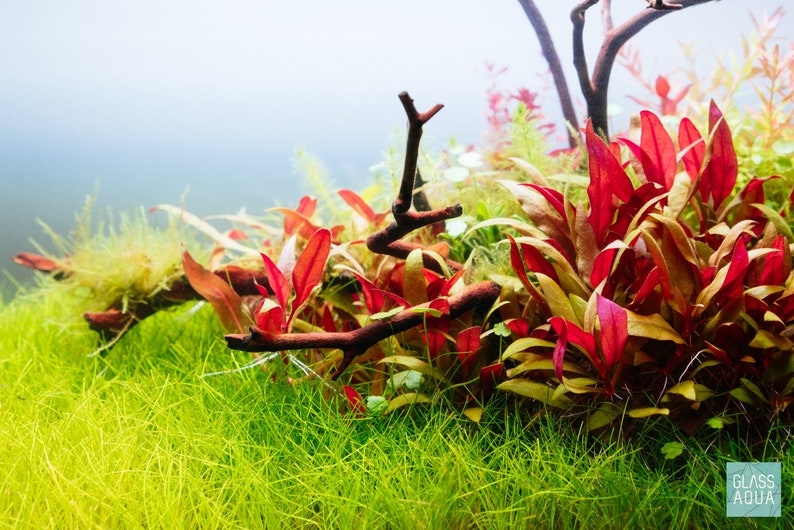 Alternanthera Reineckii Mini Easy Live Aquatic Plants, Red Aquarium Plants, Fish Tank Decor, Aquarium Decorations, Tissue Culture image 3