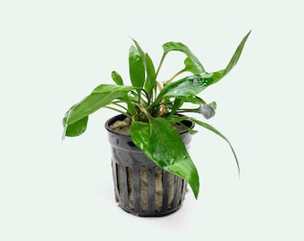 Live Cryptocoryne – sp. Petchii for Aquascaping and Planted Aquariums
