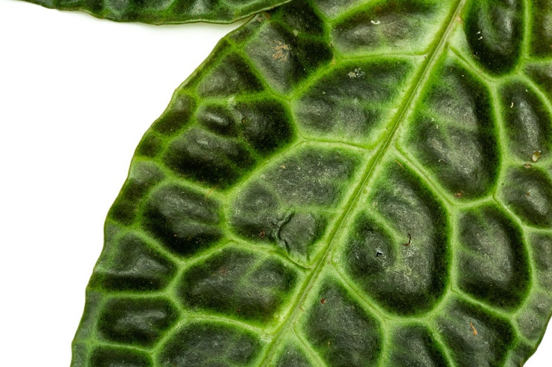 Labisia Sp Turtle Back - Thumbnail 5