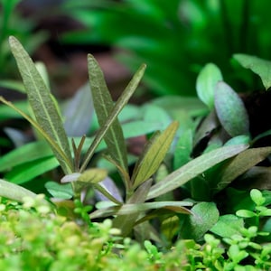 May include: A close-up of a vibrant green aquatic plant with long, thin leaves. The plant is growing in a tank with other plants and a small rock.