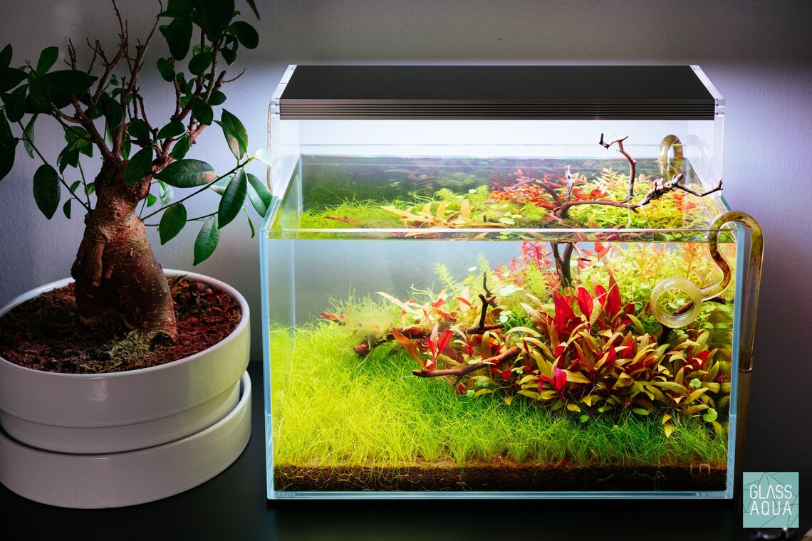 Manzanita Wood Aquarium Driftwood Hardscape Wood for Etsy