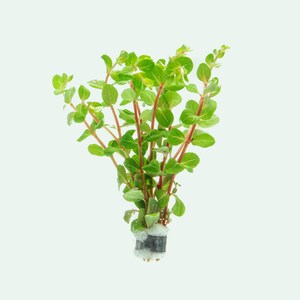 Rotala Blood Red Aquatic Stem Plant for Planted Aquarium, Terrarium Plants, Freshwater Aquarium Plant, Fish Tank Plant For Aquascape