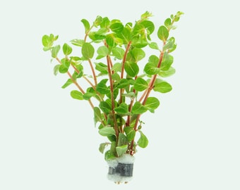 Rotala Blood Red Aquatic Stem Plant for Planted Aquarium, Terrarium Plants, Freshwater Aquarium Plant, Fish Tank Plant For Aquascape