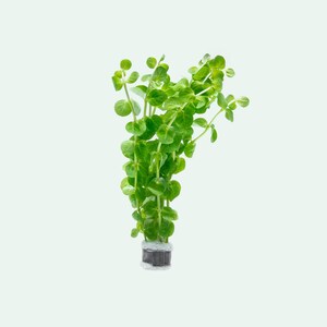 Rotala Rotundifolia Green Live Aquarium Stem Plant, Beginner Friendly Aquatic Plants, Plant For Fish Tank Decoration, Aquascaping