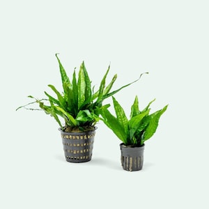 May include: Two green plants in black plastic pots with a grid pattern. The larger plant has long, narrow leaves and the smaller plant has shorter, wider leaves.