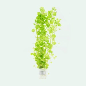 Bacopa Australis Live Aquatic Plant, Easy Live Aquarium Plants, Fish Tank Plants Good For Beginner Aquarium Planter, Betta Fish Tank Plants
