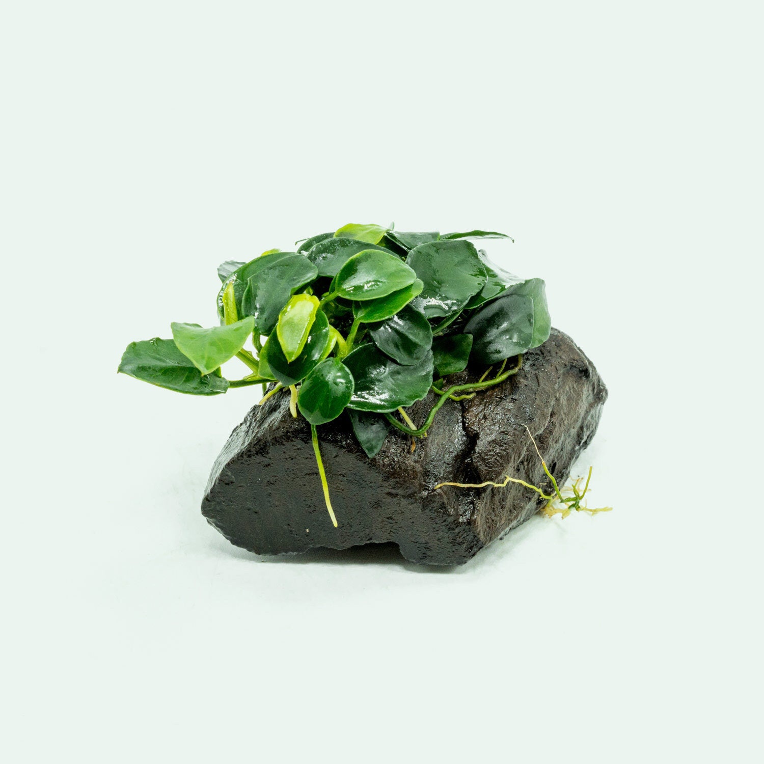 Anubias Lover Indonesia
