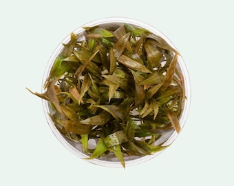 Cryptocoryne Becketii - Tissue Culture - Live Aquatic Plant - Live Aquarium Plants - Crypt Plants For Planted Aquarium