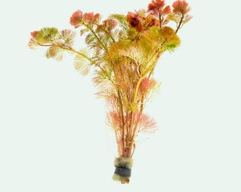 Cabomba Piauhyensis Red - Cabomba Furcata | Red Fish Tank Plant, Red Stem Plant, Pond Plants