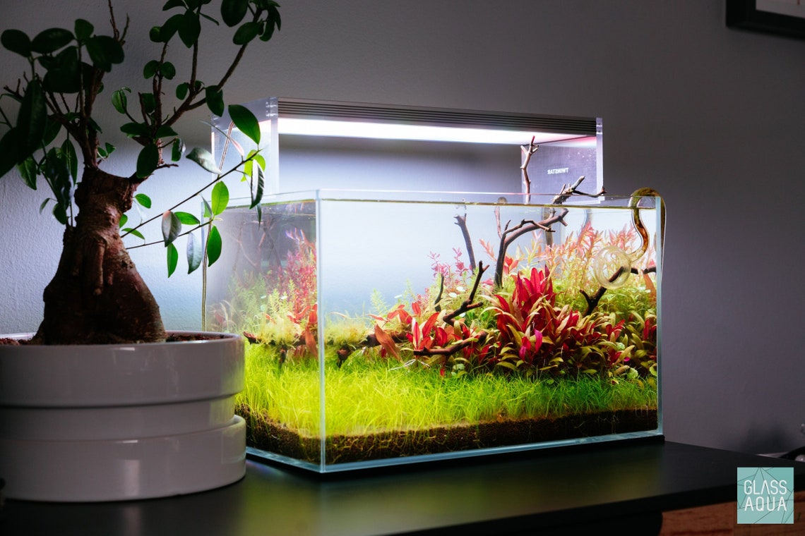 Manzanita Wood Aquarium Driftwood Hardscape Wood for Etsy