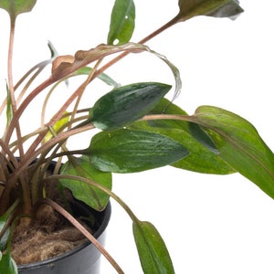Cryptocoryne Florida Sunset - Glass Aqua