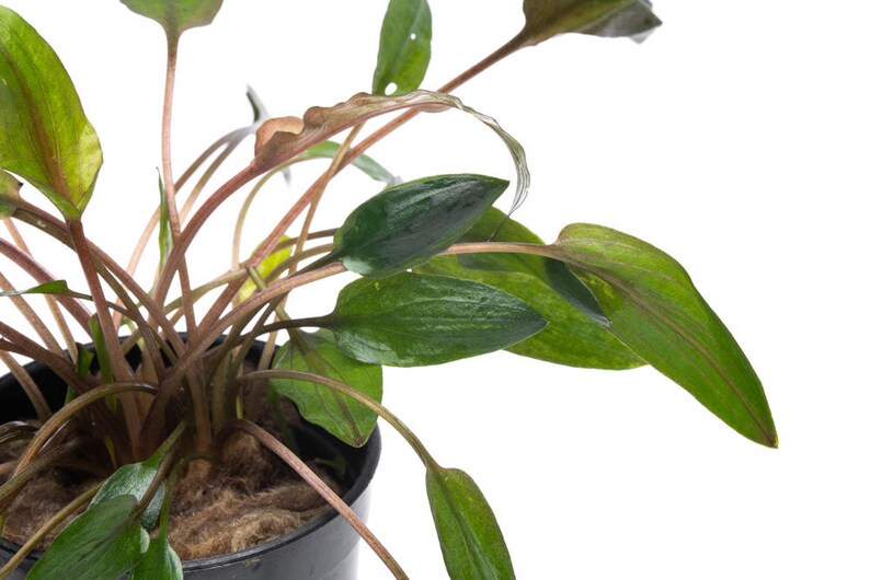 Cryptocoryne Florida Sunset - Glass Aqua