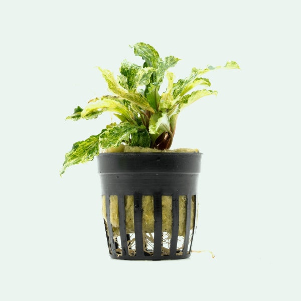 Bucephalandra Green Wavy Variegated Marble Live Easy Aquatic Plant for Planted Tank & Aquascape, Aquarium Live Plants, Freshwater Plant