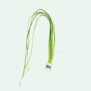 Vallisneria Nana Narrow Leaf Eelgrass Live Aquatic Plant, Live Aquarium Plants for Aquascape, Vals Nana, Vallisneria Plant, Fish Tank Decor