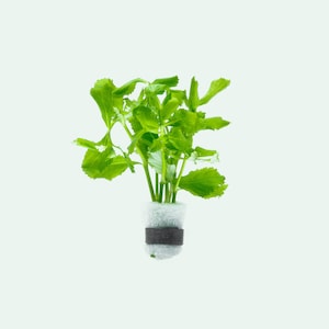 Hygrophila Difformis Water Wisteria Sprite Bunch Live Aquatic Stem Plant, Live Aquarium Plants, Freshwater Plants for Fish Tank Decor