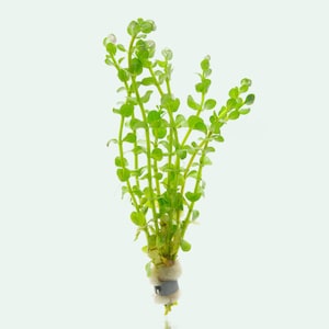 Anubias Chili Jalapeño, Easy Live Aquarium Plants, Live Aquatic Fish Tank  Plants, Plant Decoration for Aquascaping, Aquarium Decor 