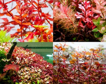 5 Red Plants Assorted, Red Aquatic Plant Bag, Live Aquarium Plants for Aquascaping And Betta Tank, Live Aquatic Plant, Fish Tank Decor