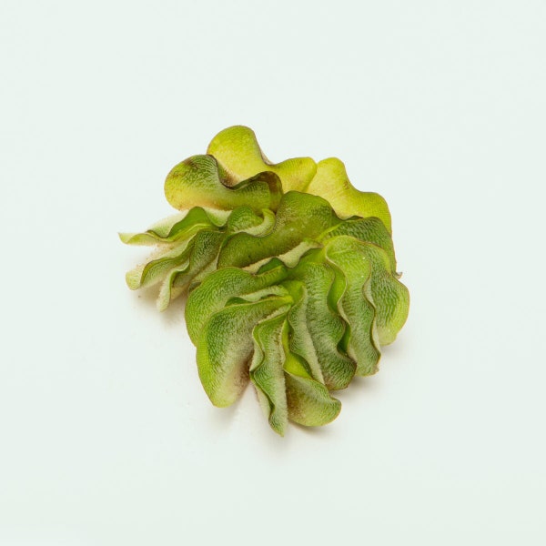 Floating Fern Salvinia Natans, Live Aquarium Floating Plant, Freshwater Plant, Fish Tank Plants, Aquarium Decoration, Pond Plants