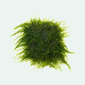 Plants On Mat, Spiky Moss Large Mat, Live Aquatic Plant for Aquarium Decoration, Carpeting Plant, Mat Carpet Aquarium, Foresta Mat