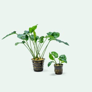 May include: Two potted green plants in black plastic pots. The larger plant has multiple leaves and is in a larger pot. The smaller plant has fewer leaves and is in a smaller pot.