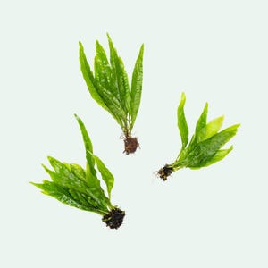 May include: Three vibrant green aquatic plants with long, slender leaves are displayed against a white background. Each plant has a small, dark brown root system. The plants appear fresh and healthy, suitable for an aquarium or terrarium.