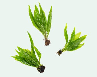 Helecho de Java (Microsorum pteropus) de raíz desnuda: Plantas de acuario fáciles de cultivar para acuarios de agua dulce y paisajismo acuático.