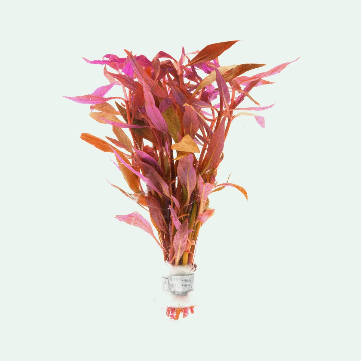 Pink Aquarium Plants - Etsy