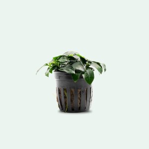 Anubias Nana Petite - Value Pack - Glass Aqua