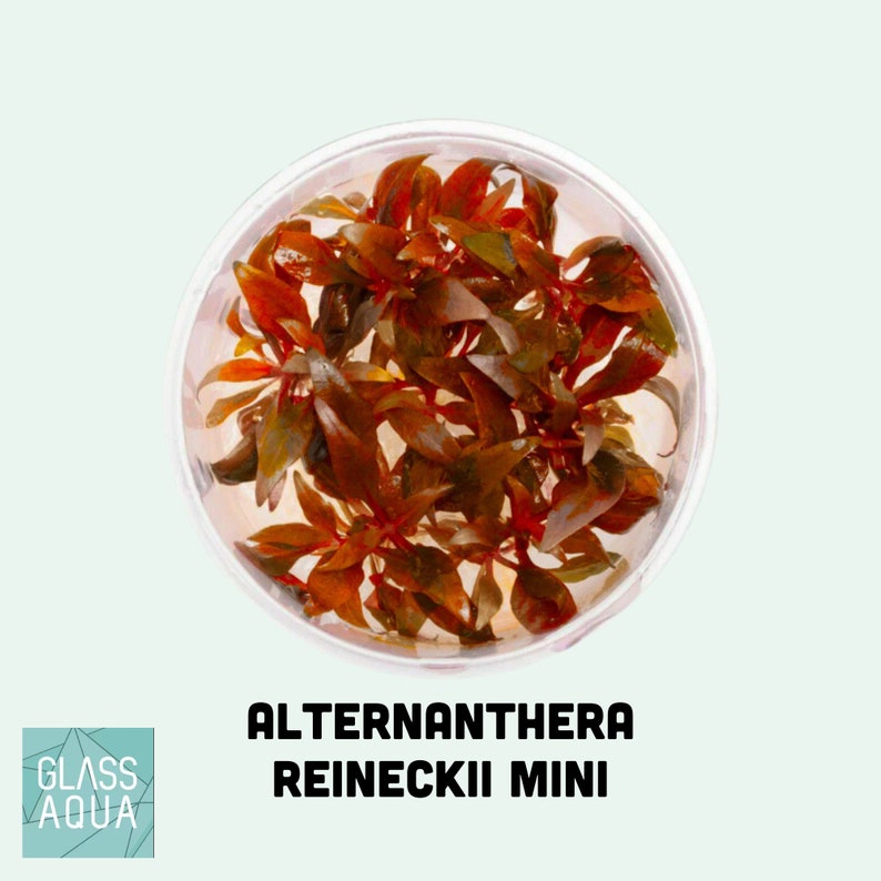 Alternanthera Reineckii Mini Easy Live Aquatic Plants, Red Aquarium Plants, Fish Tank Decor, Aquarium Decorations, Tissue Culture image 7