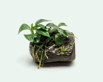 Aquarium Decor – Anubias Nana Petite Driftwood for Aquascaping and Fish Tanks