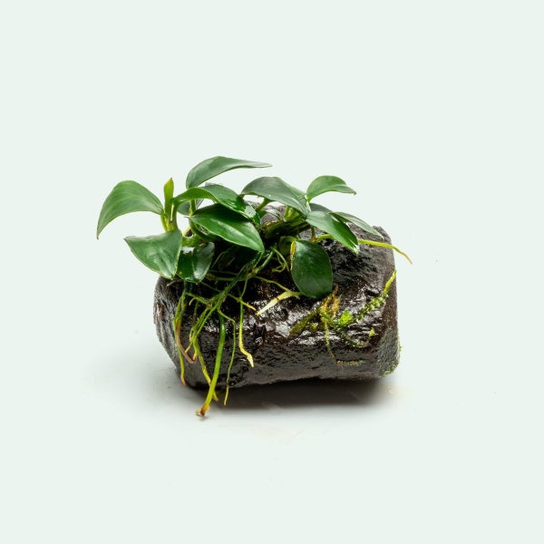 Anubias Nana Petite on Driftwood, Live Aquarium Plants on Wood Hardscape, Live Aquatic Plants on Driftwood, Fish Tank Decor, Anubias Plants