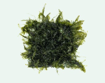 Plants on Mats! Fissidens Fontanus Small Mat on Weighted Mat-Easy Live Aquarium Pond Aquatic Plant, Carpeting Plant, Live Aquarium Plants