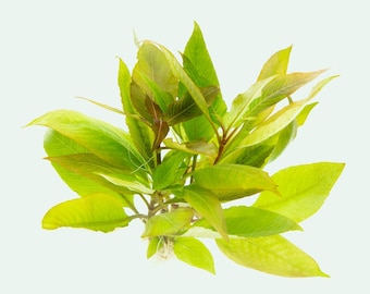 Hygrophila Corymbosa Compact - Live Aquatic Plant, Easy Aquarium Plant for Planted Aquarium Tank, Aquascaping