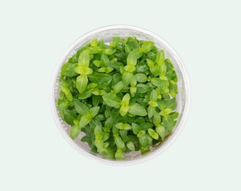 Staurogyne Repens Live Aquarium Plant, Easy Fish Tank Decoration