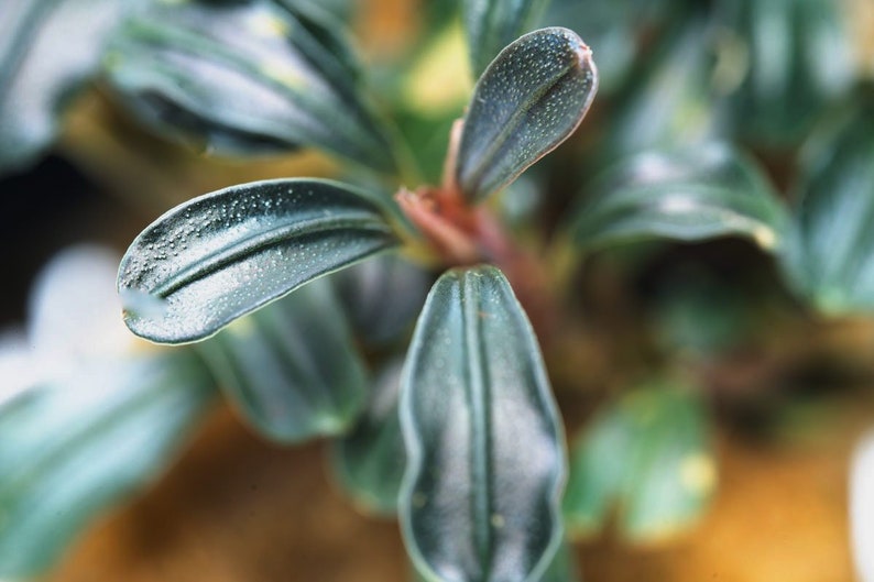 Bucephalandra Lamandau Mini Purple Rare Buce Plants, Live Aquarium Plant, Easy Beginner Live Aquatic Plants, Plant for Fish Tank Decor image 2