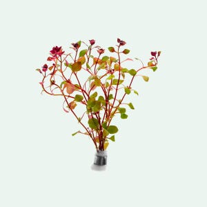 Aquarium Stem Plants: Ludwigia Natans for Planted Tank, Aquatic Live Plants for Aquascape, Red Freshwater Plant, Plants for Fish Tank Decor