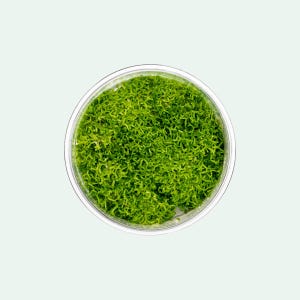 Riccia Fluitans - Live Aquatic Plants, Easy Aquarium Live Plant, Floating Plants For Fish Tank and Planted Tank