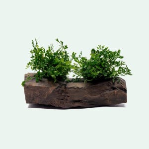 May include: A rustic wooden planter with two sections of vibrant green plants. The planter is made from a dark brown, weathered piece of wood, adding a natural and earthy aesthetic. The plants have delicate, fern-like leaves.