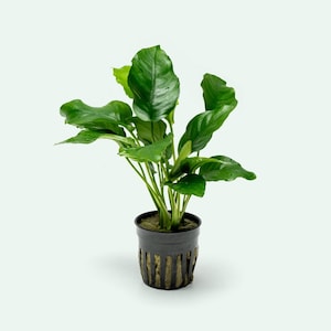 May include: A potted plant with large, vibrant green leaves. The plant is in a black pot with a textured, striped design. The plant's leaves are broad and glossy, with visible veins. The pot is filled with soil, and the plant is set against a plain white background.