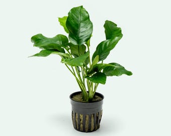 Easy Aquarium Plant – Anubias Barteri for Planted Aquariums and Aquascaping