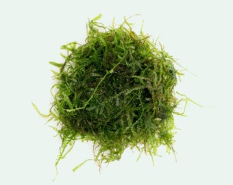 Aquarium Moss - Spiky Moss for Aquascaping and Fish Tanks