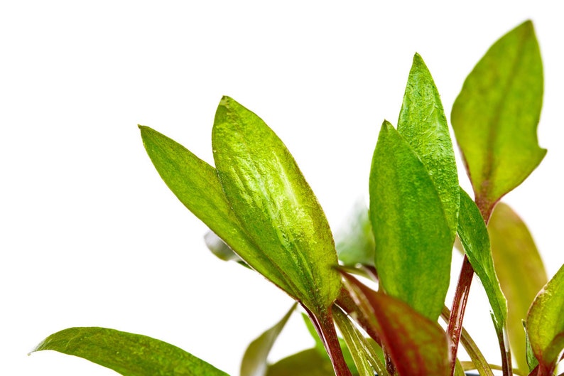 May include: Close-up of a vibrant green plant with red stems and leaves. The plant has a delicate, feathery appearance.