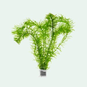 May include: A vibrant green artificial aquatic plant with feathery, needle-like leaves. The plant is bunched together and secured with a gray base, suitable for aquarium decoration. The plant's bright green color contrasts against the white background.