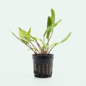 Cryptocoryne Sri Lanka - Live Aquarium Plant for Aquascaping, Planted Aquarium Tank,  Crypt Plants for Aquarium Decor