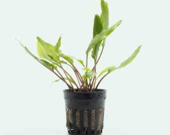 Live Cryptocoryne – Sri Lanka for Aquascaping and Planted Aquariums